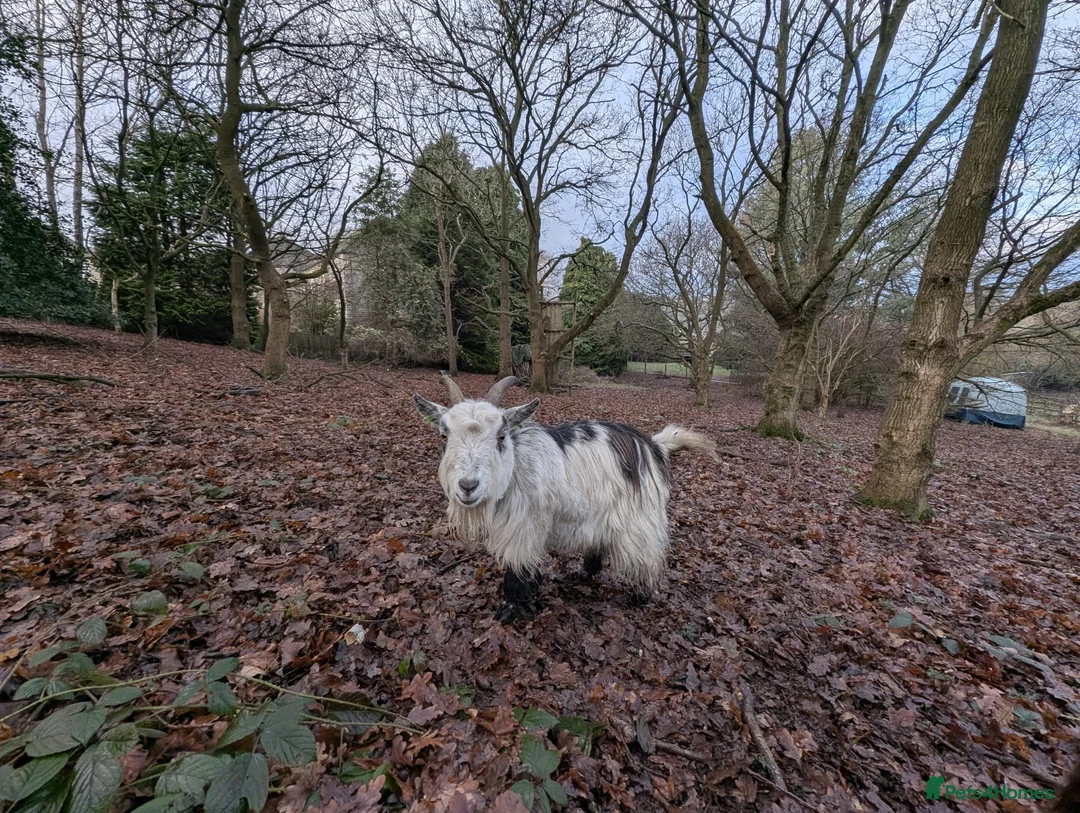 Goats livestock for sale: Pigmy Goats - Advert 1