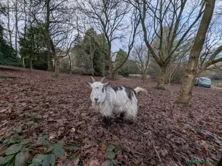 Goats livestock Pigmy Goats - Advert 2