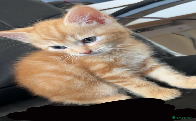 Mixed Breed cats - Advert 1