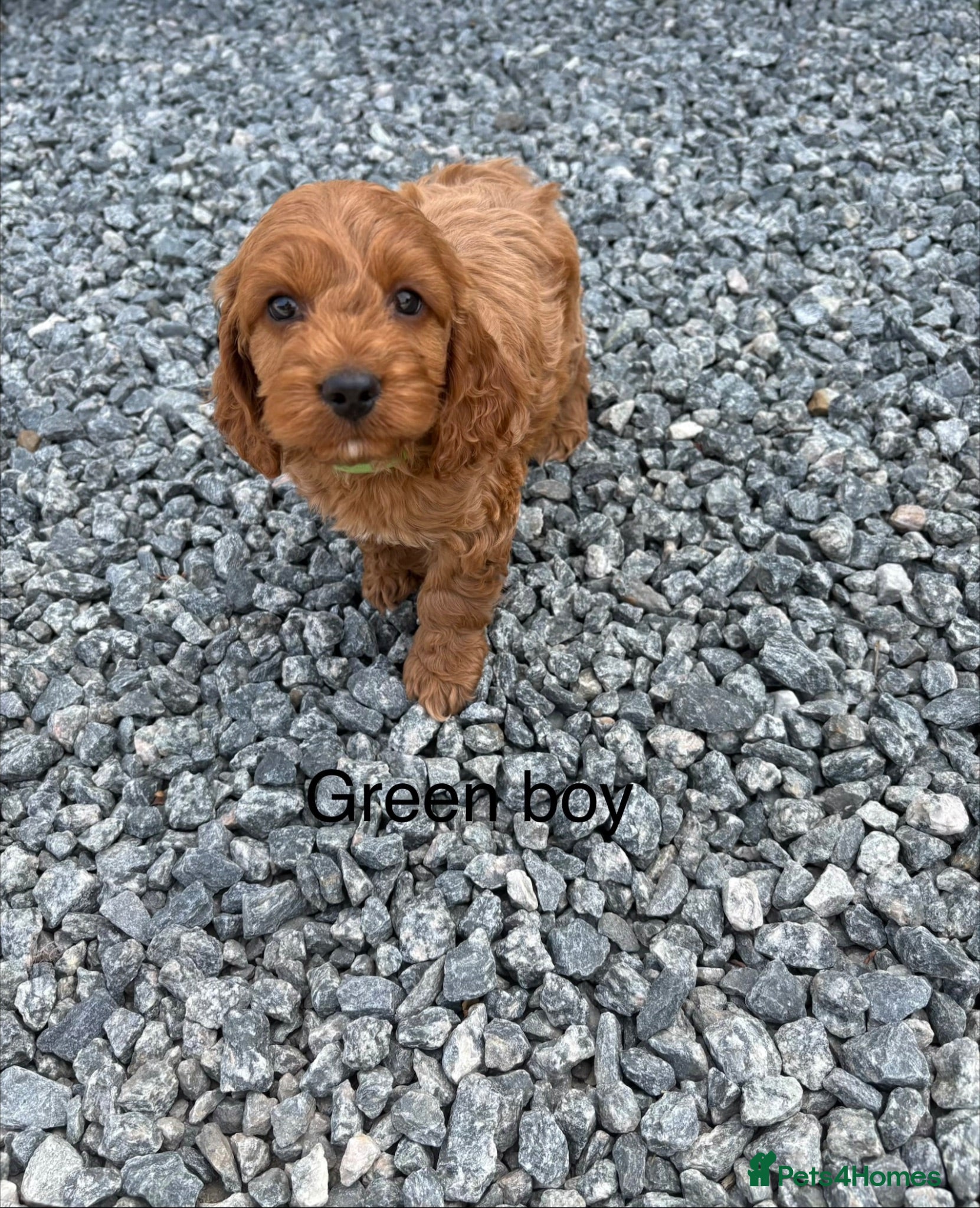 Cockapoo dogs Gorgeous red cockapoo - Advert 15