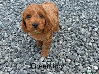 Cockapoo dogs Gorgeous red cockapoo - Advert 15