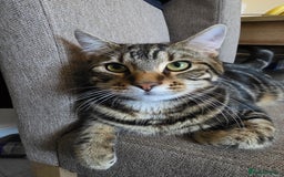 Mixed Breed cats for sale: 1 year old male cat - Image 1