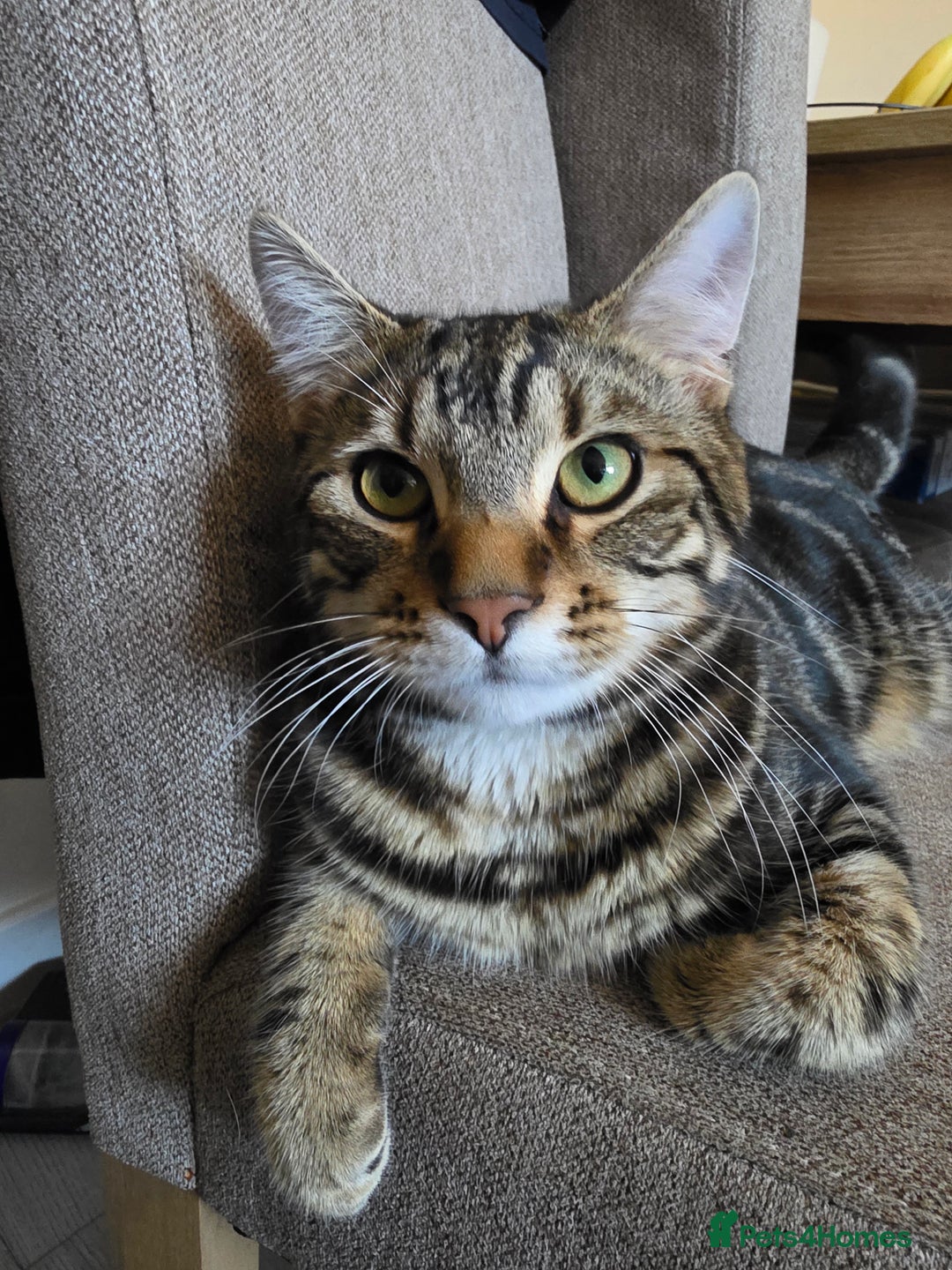 Mixed Breed cats for sale: 1 year old male cat - Image 1