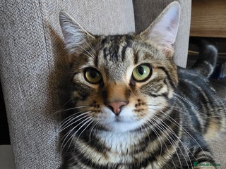 Mixed Breed cats - Advert 24