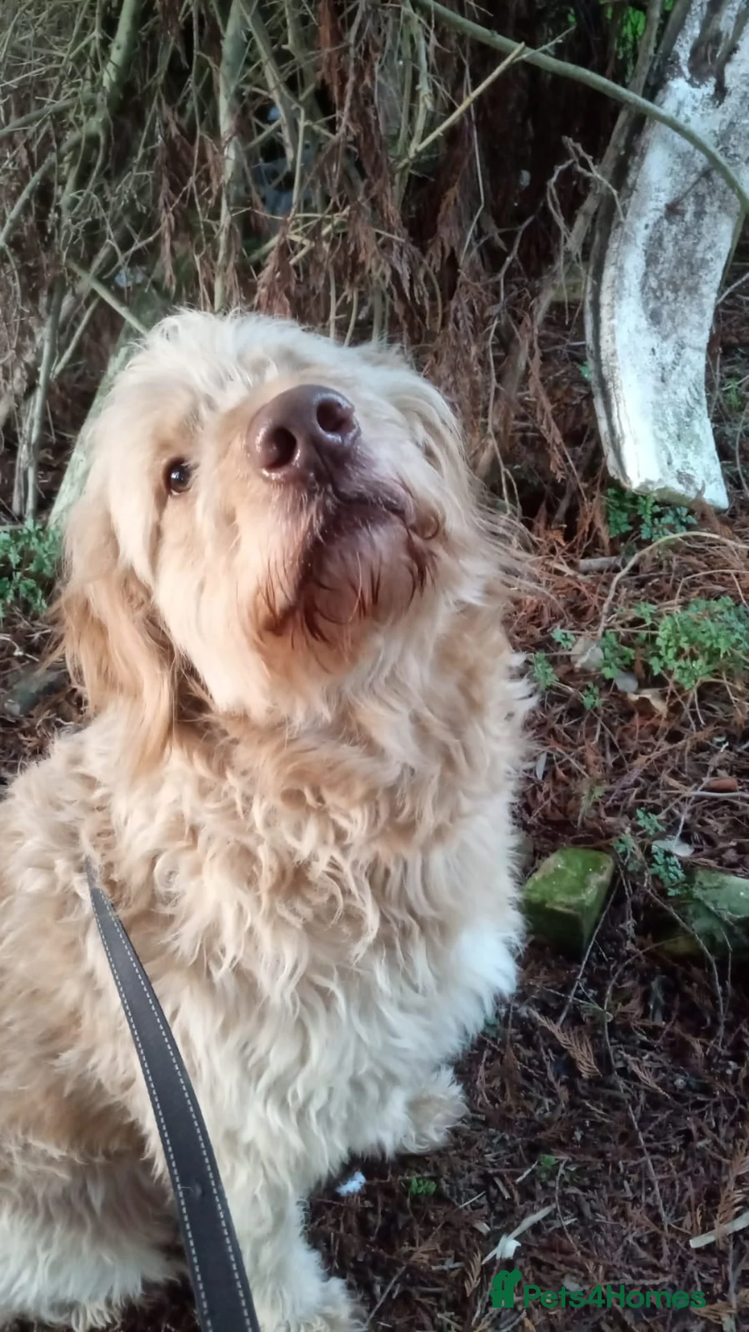 Goldendoodle dogs for sale: Beautiful 4-Year-Old Goldendoodle - Advert 2