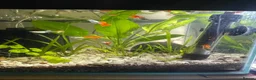 Other/Mixed Breed fish for sale: 🐟 HOME BRED FISH, SHRIMPS & SNAILS 🐌🐠🐟🦐 - Advert 13