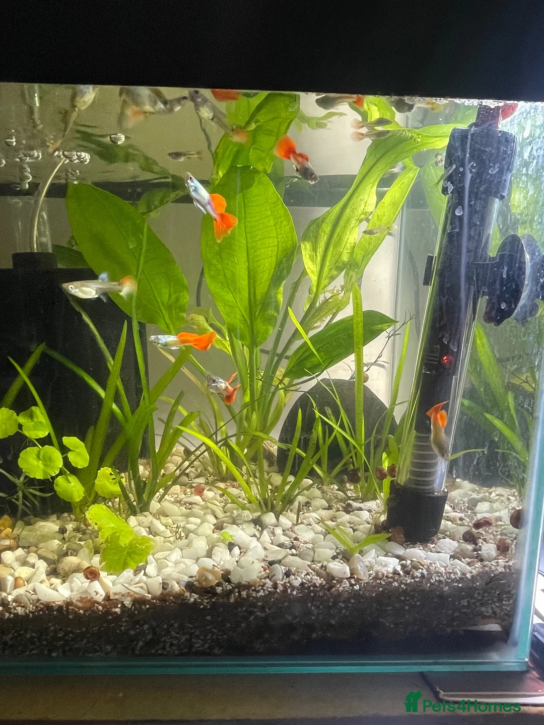 Other/Mixed Breed fish for sale: 🐟 HOME BRED FISH, SHRIMPS & SNAILS 🐌🐠🐟🦐 - Advert 13