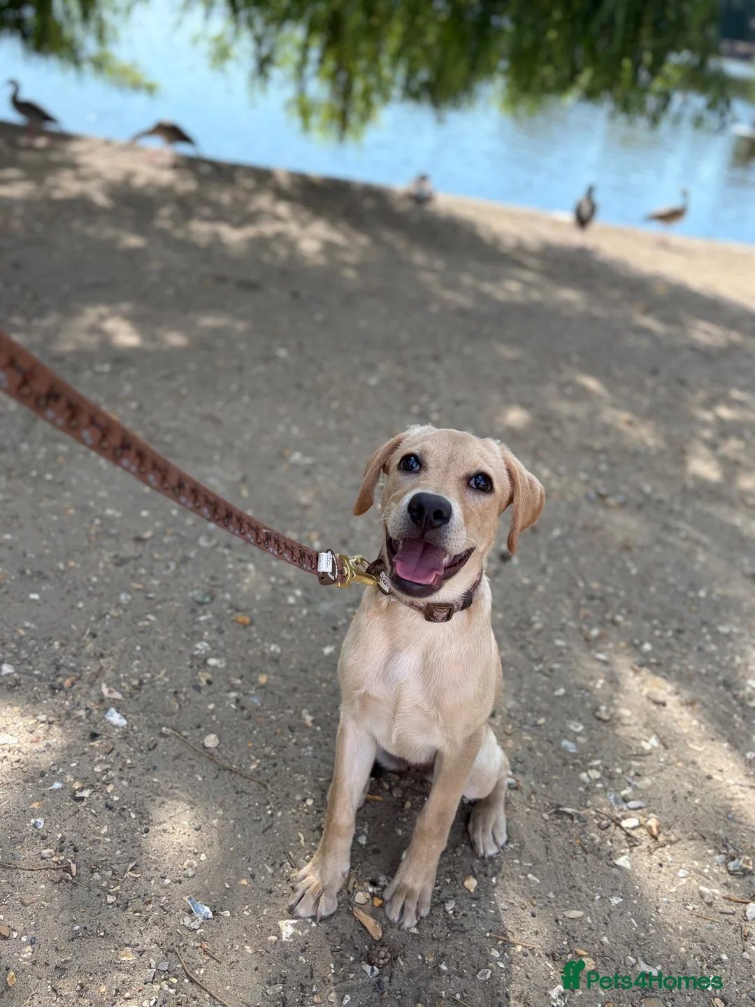 Labrador Retriever dogs for sale: 6 month old Lab needs a new home - Advert 2