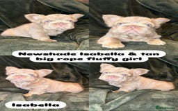 French Bulldog dogs for sale: 7 fluffy French Bulldogs puppies - Image 3