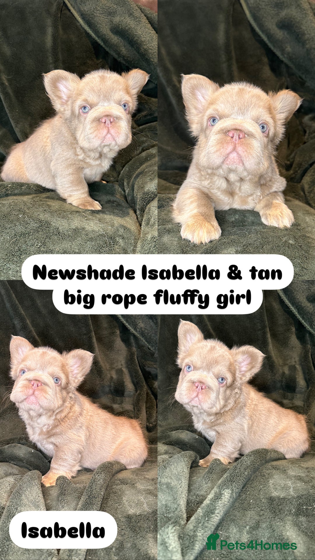 French Bulldog dogs for sale: 7 fluffy French Bulldogs puppies - Image 3