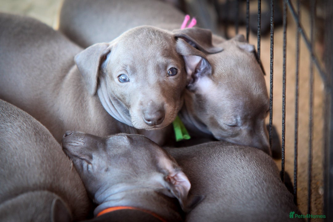 Italian Greyhound dogs for sale: 2 Stunning Italian Greyhound males left only £1800 in Norwich - Image 13