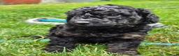 Cockapoo dogs for sale: Health Tested F1b Cockapoo Puppies - Advert 27
