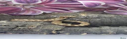 Snake reptiles for sale: Baby Western Hognoses mixed sex and morphs £100ea - Advert 8