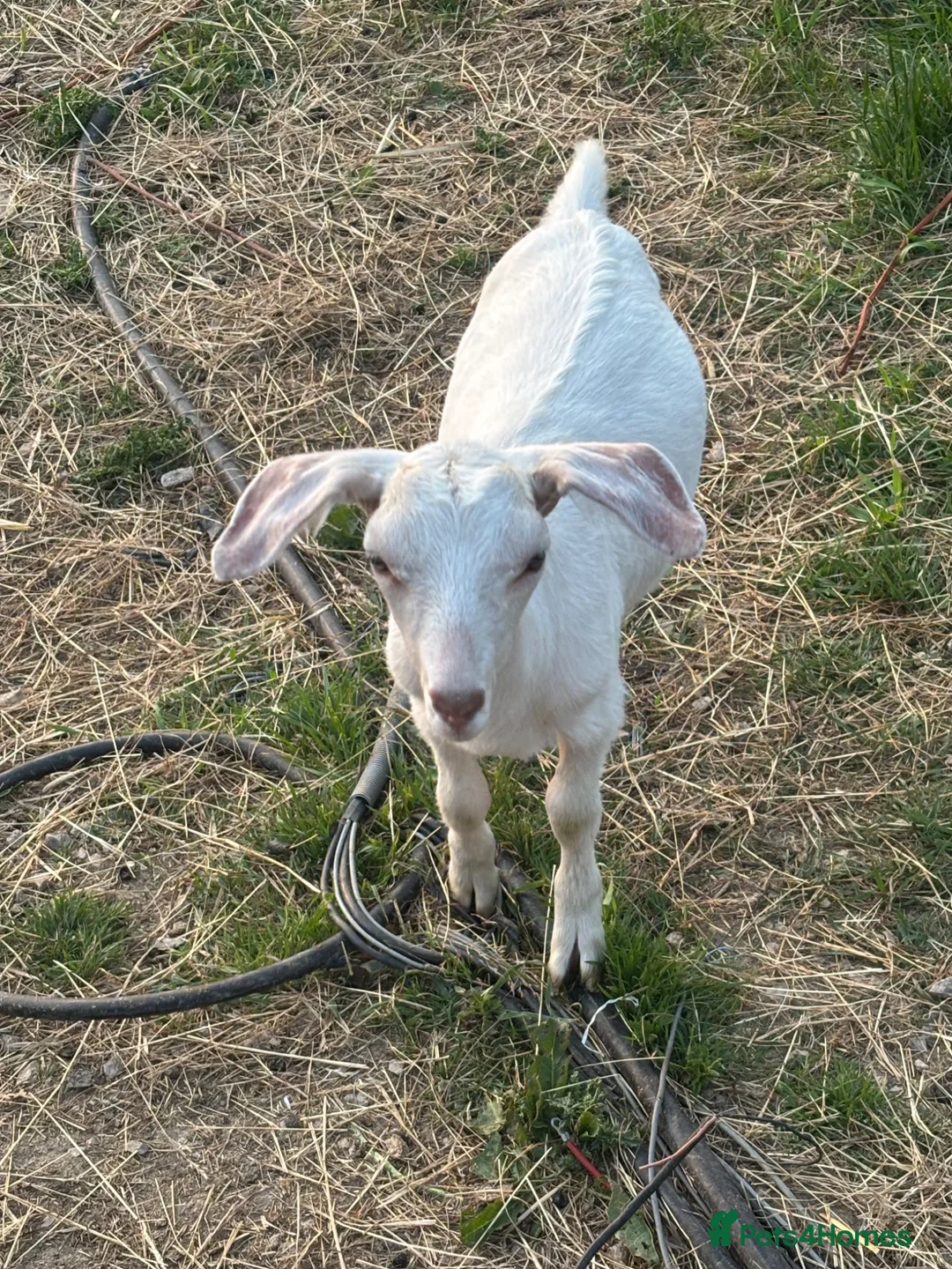 Goats livestock for sale: English x Boer nanny kid  in Alfreton - Advert 2