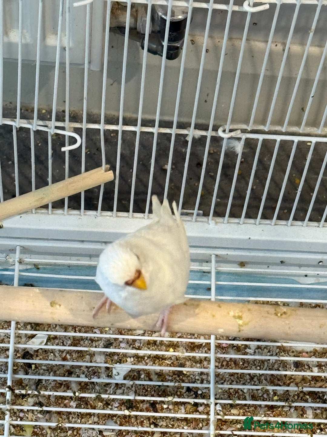 Budgerigars birds for sale: Budgies for sale bonded pair  - Advert 6