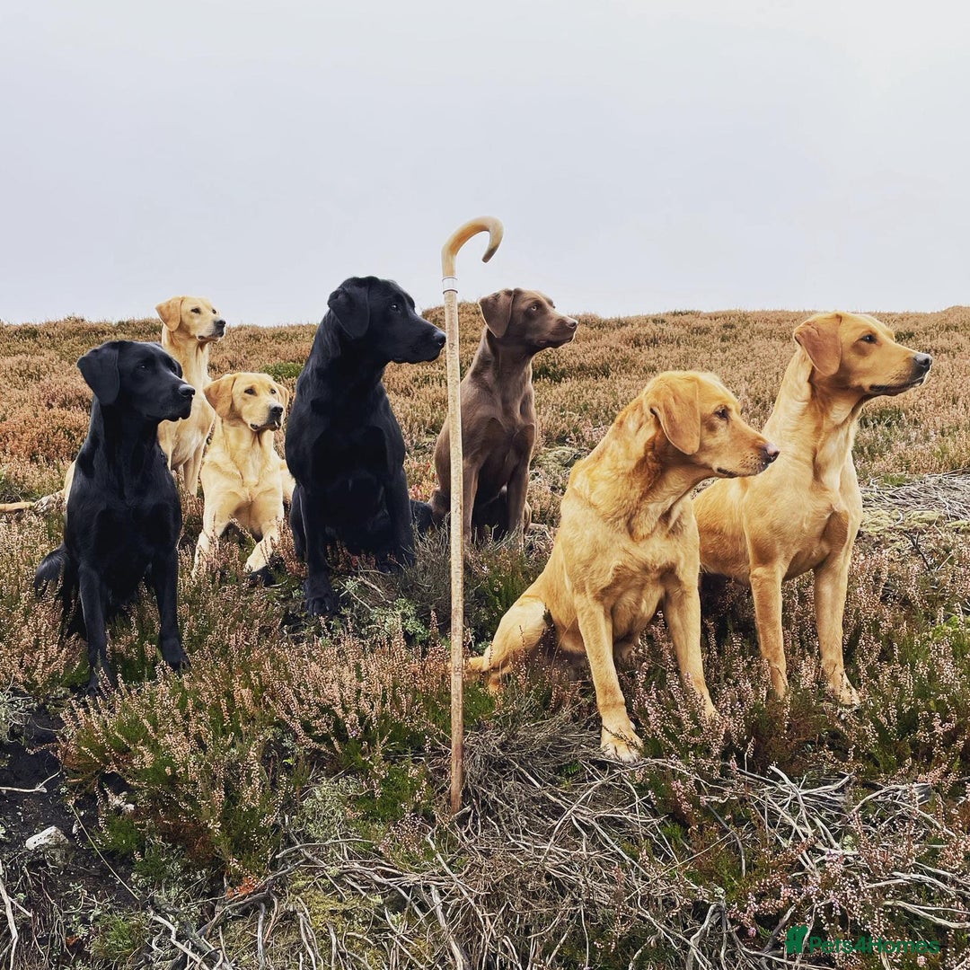 Labrador Retriever dogs for sale: Black Labrador Puppies, 5* Licensed Breeder - Advert 19