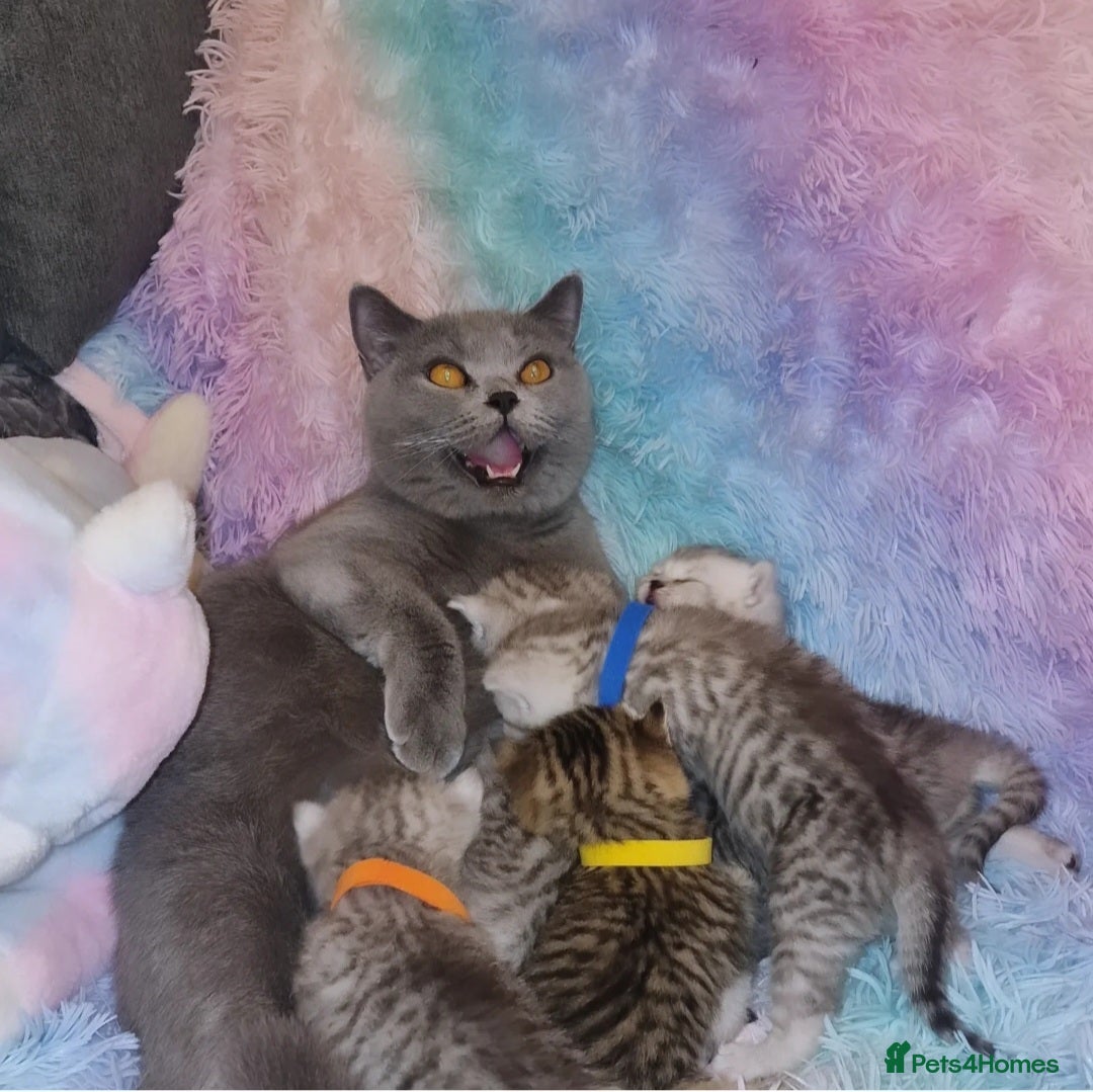 British Shorthair cats for sale: 🩵💙💜Amasing British Shorthair Kittens🧡💚💙 - Advert 12