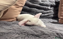 French Lop rabbits for sale: Pure bred French lop bunnies - Image 18