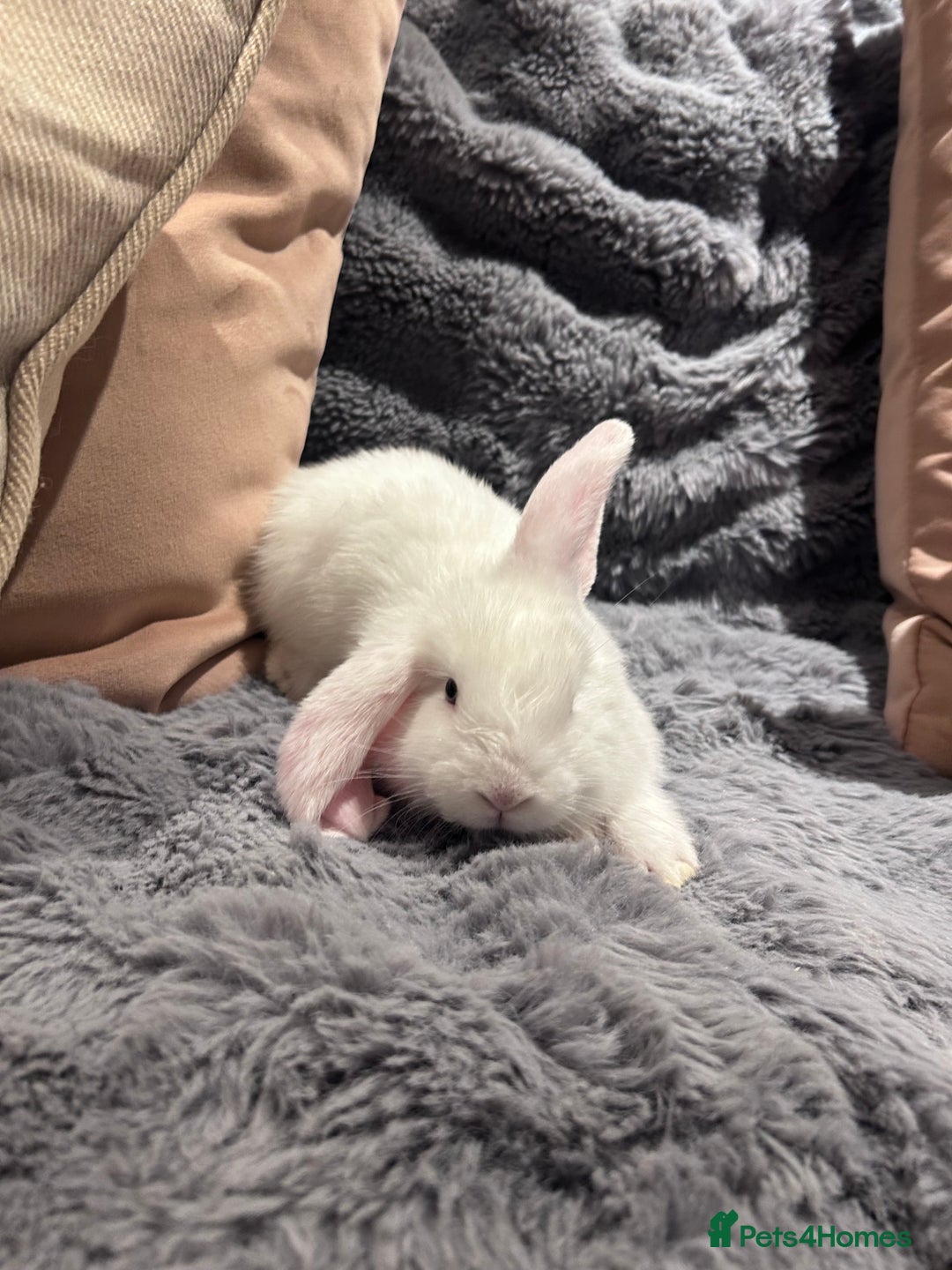 French Lop rabbits for sale: Pure bred French lop bunnies - Image 18