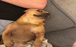 Mixed Breed dogs for sale: Dachshund + pug - Image 3