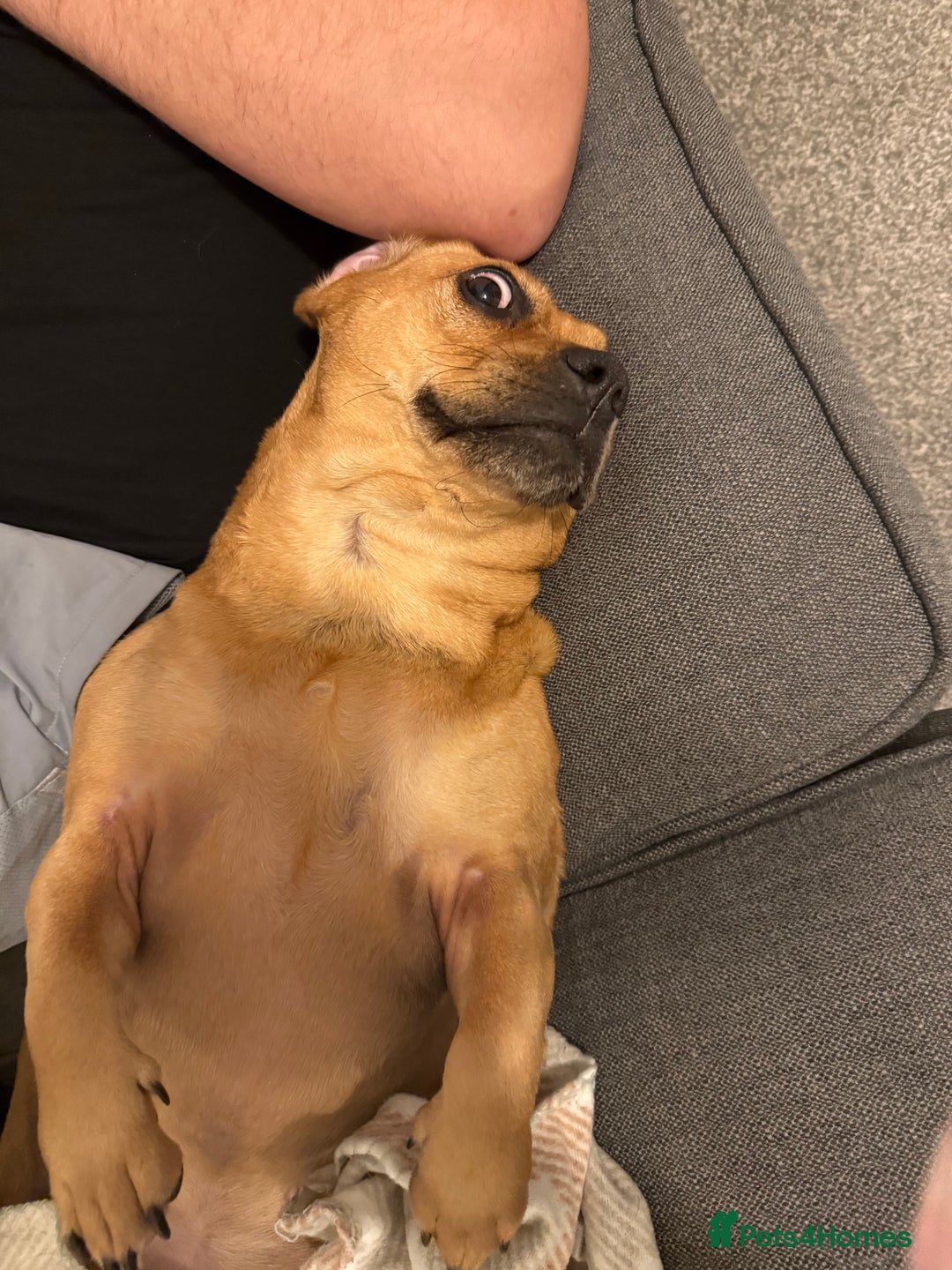 Mixed Breed dogs for sale: Dachshund + pug - Image 3