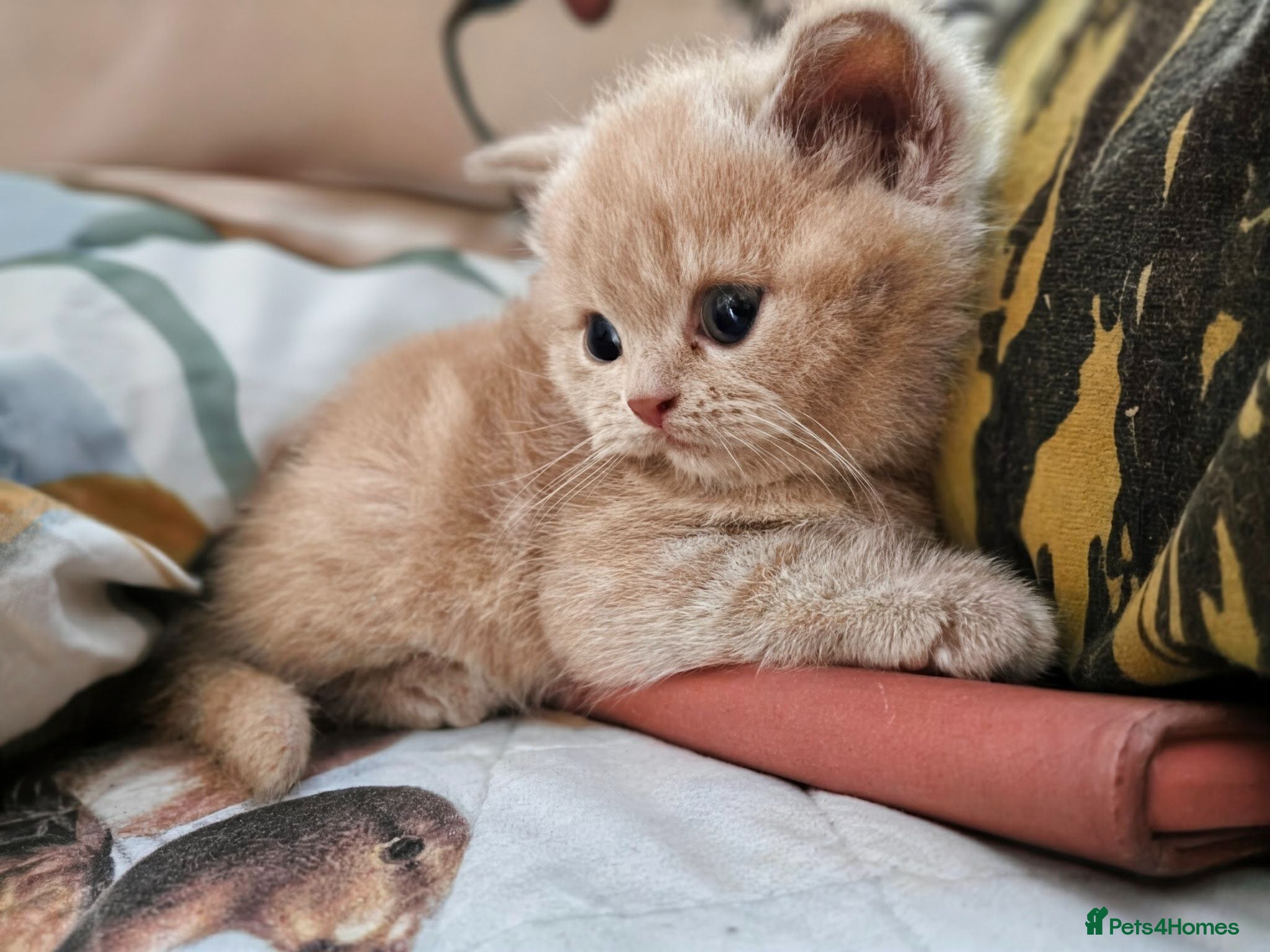 British Shorthair cats British shorthair  - Advert 2