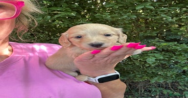 Miniature Dachshund dogs - Advert 7