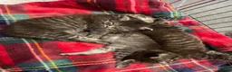 British Shorthair cats for sale: Three Gorgeous Kittens Looking For Forever Homes  in Peterhead - Advert 10