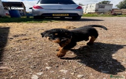 Rottweiler dogs for sale: beautiful pedigree rottweilers  - Image 32