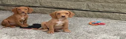 Cockerdor dogs for sale: Fox red Cockerdor pups 🐶 - Advert 12