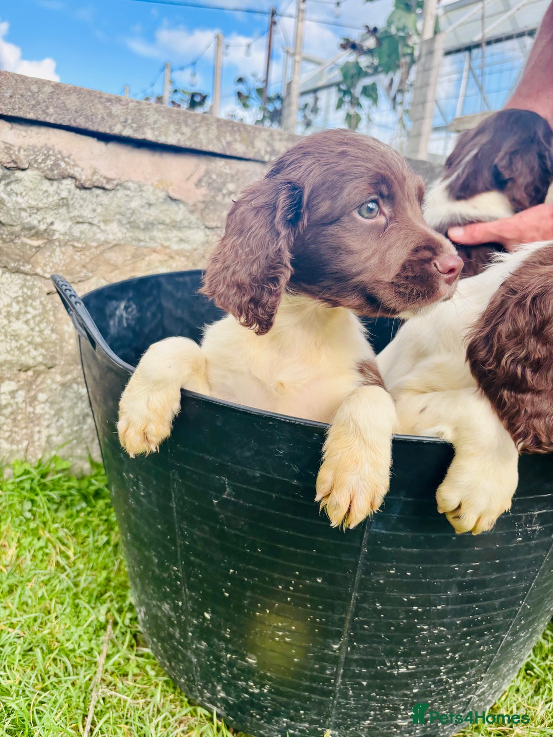 English Springer Spaniel dogs for sale: Springer Spaniel Puppies  - Image 2