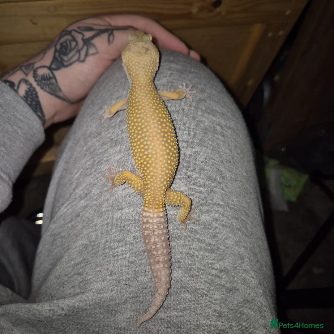 Leopard Gecko reptiles for sale: Female gecko woth set up - Advert 5