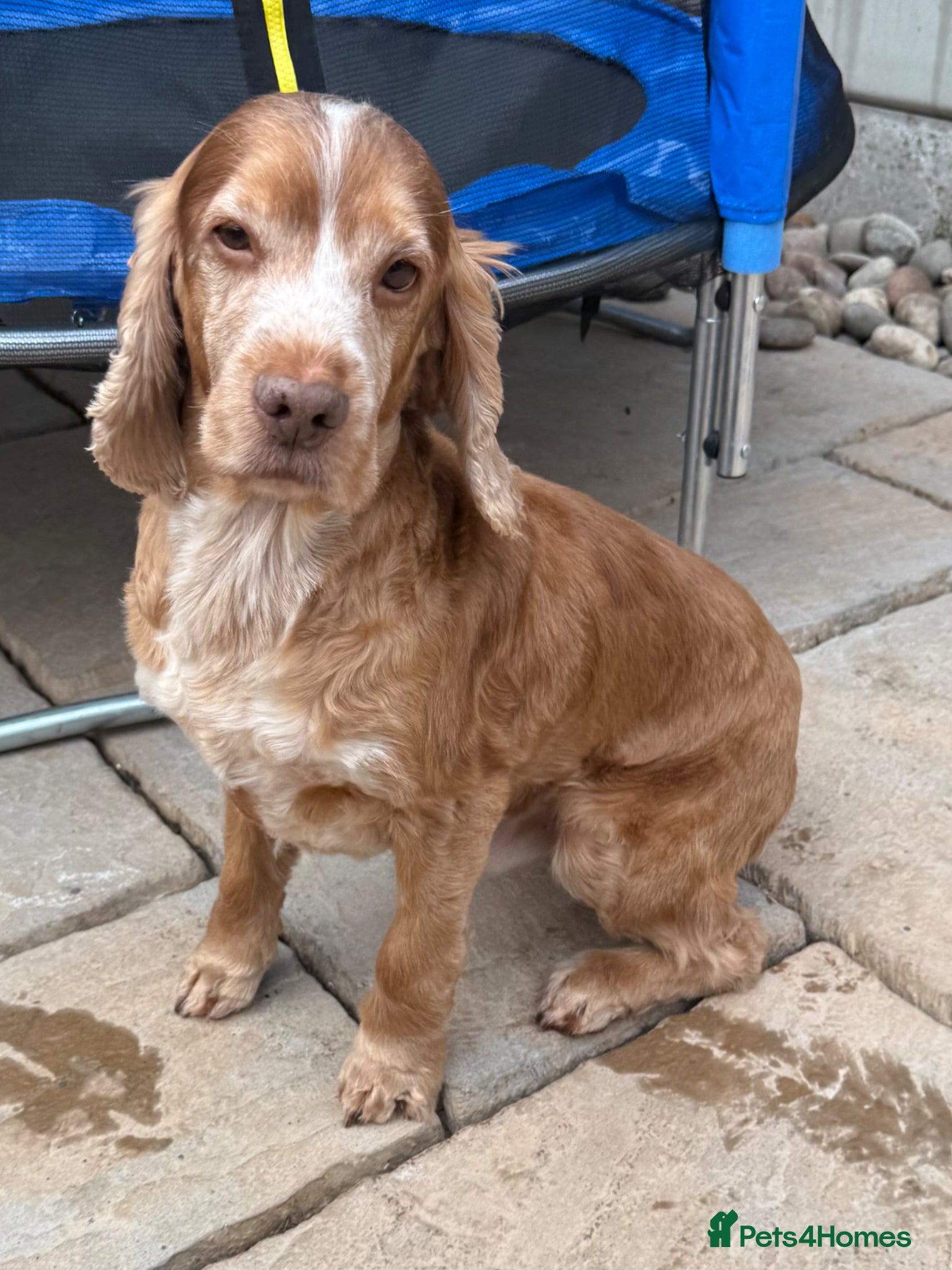 Cocker Spaniel dogs KC Reg Show Cocker Spaniel 10yr Old Seeks pet home - Advert 7