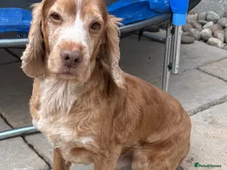 Cocker Spaniel dogs KC Reg Show Cocker Spaniel 10yr Old Seeks pet home - Advert 1