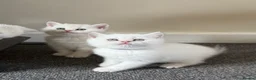 British Shorthair cats for sale: Stunning GCCF Gold/Silver Tipped BSH Kittens - Advert 22