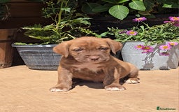 Cane Corso dogs for sale: Italian Mastiff pup now ready for their new homes! - Image 5