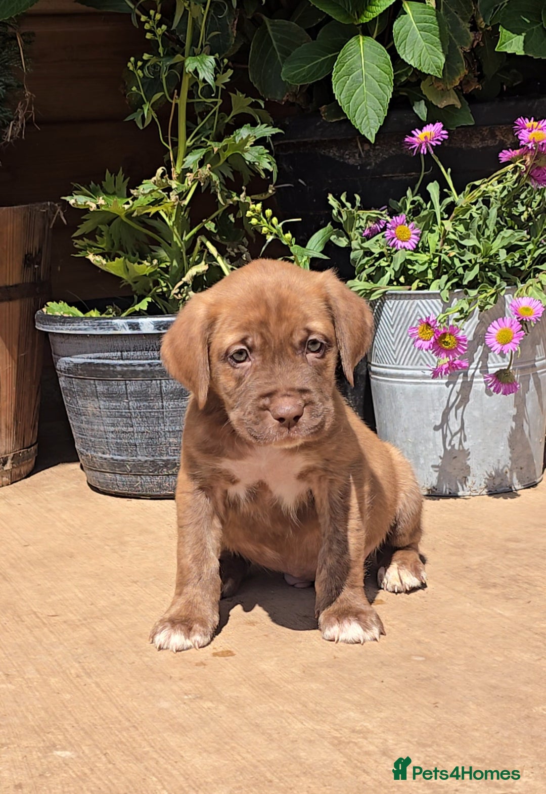 Cane Corso dogs for sale: Italian Mastiff pup now ready for their new homes! - Image 5