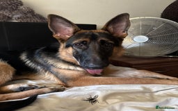 German Shepherd dogs for sale: GSD 7 Months Old - Image 1