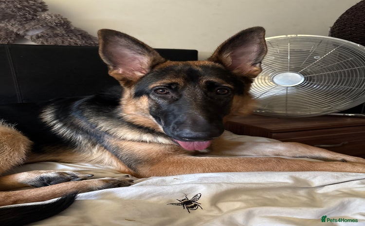 German Shepherd dogs - Advert 4