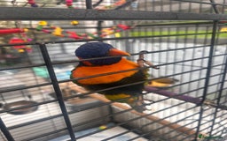 Parakeets birds for sale: Red neck parakeet - Image 3