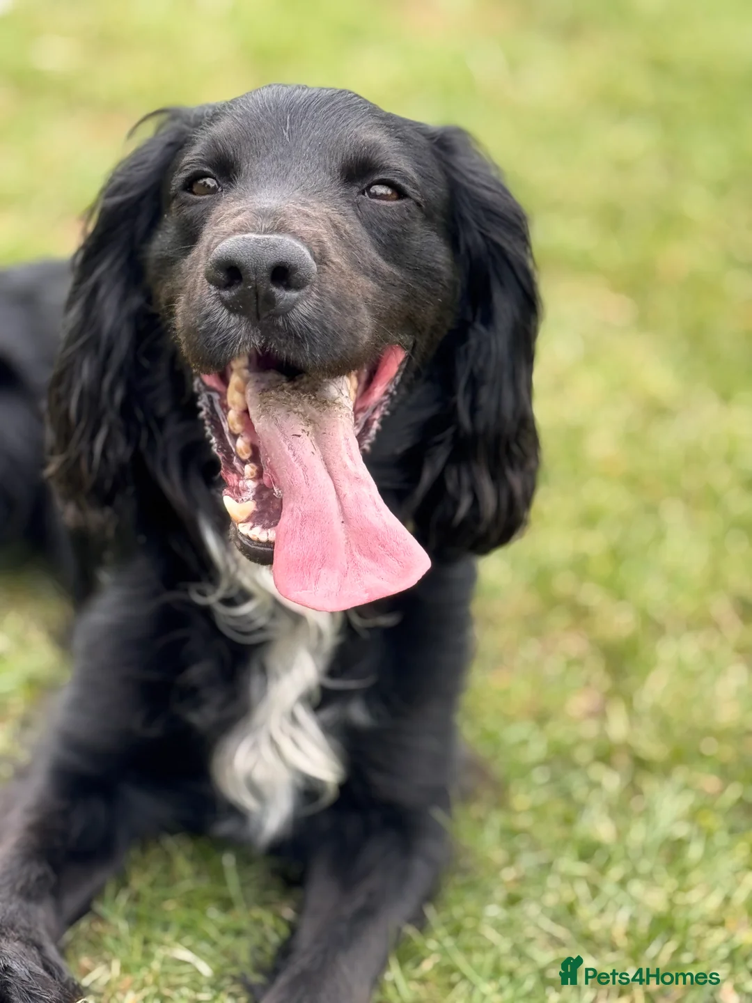 Cocker Spaniel dogs for stud: Kc  working cocker available for stud duties - Advert 5