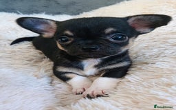 Mixed Breed dogs for sale: Chihuahua with a bit of French Bulldog puppies - Advert 14