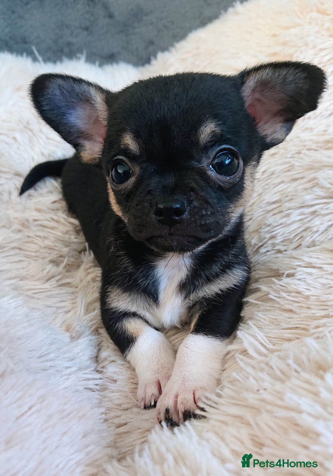 Mixed Breed dogs for sale: Chihuahua with a bit of French Bulldog puppies - Advert 14