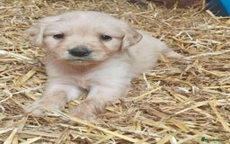 Golden Retriever dogs for sale: Beautiful Golden retrievers  - Image 2