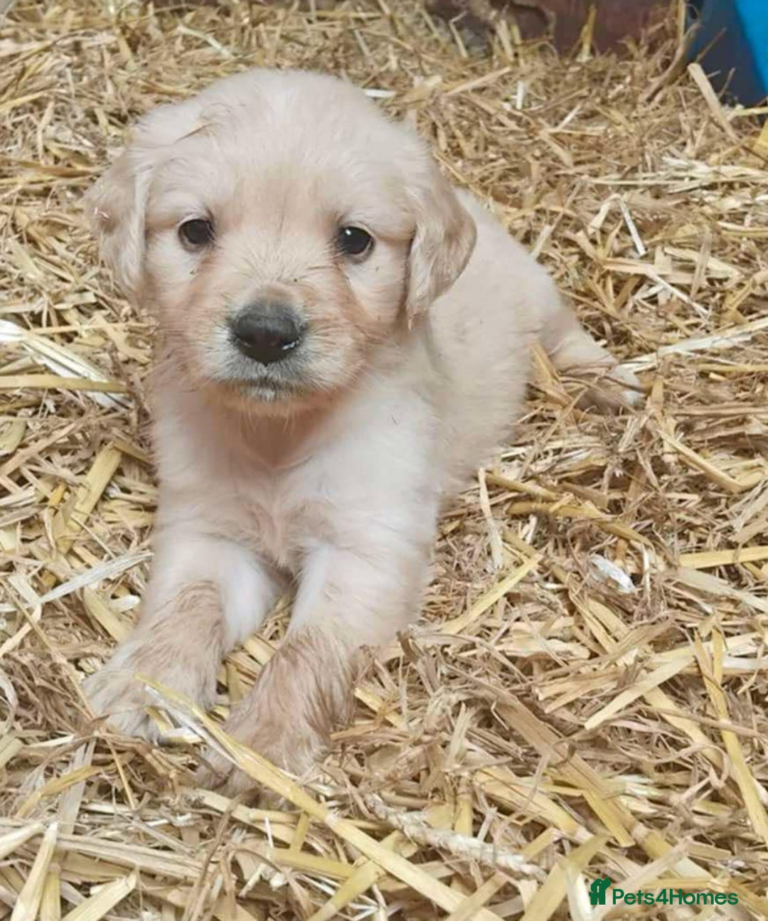 Golden Retriever dogs for sale: Beautiful Golden retrievers  - Image 2
