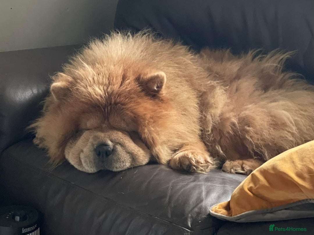 Chow Chow dogs for sale: Wyvernwest have puppies due August  - Image 3