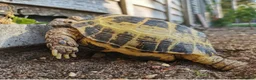 Tortoise reptiles for sale: Two Horsefield Tortoise need a new home in Thetford - Advert 4