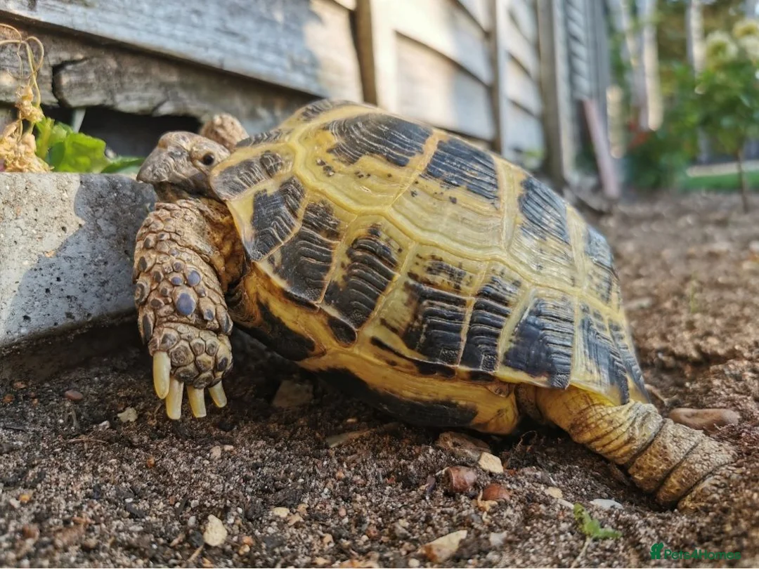 Tortoise reptiles for sale: Two Horsefield Tortoise need a new home in Thetford - Advert 4