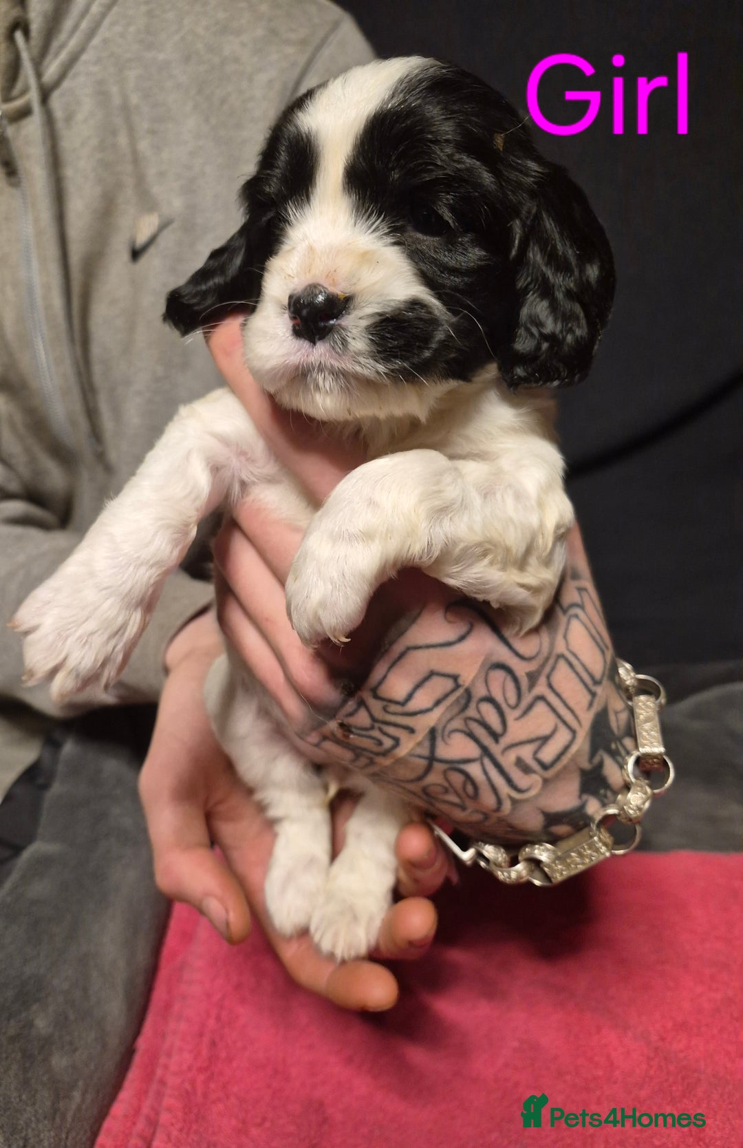 Mixed Breed dogs for sale: Sproker spaniel cross Cavalier King Charles  - Advert 18