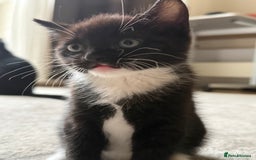 European cats for sale: Kittens looking for forever home - Image 1